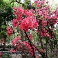 朱二少（大爱无疆）