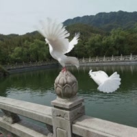 竹韵禅