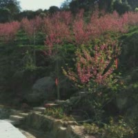 唐寅小强
