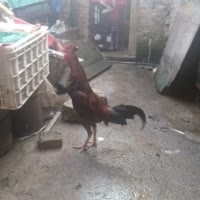 老吴斗鸡，