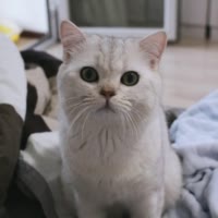 弟弟是只大脸猫