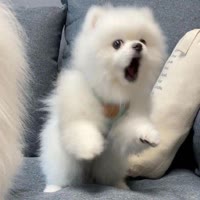 ๓满分糖°ꦿོོ