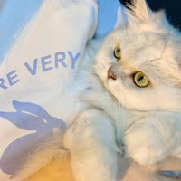 猫七baby.🍓