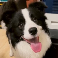 边牧停停的日常