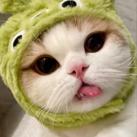 小红猫舍（领养）