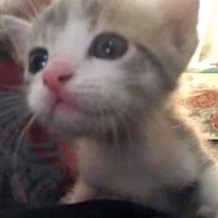 小猫日记ㅤㅤㅤㅤㅤㅤ