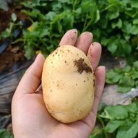 一个卖土豆的胖子