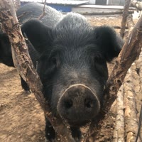 阜新大鹏黑猪肉