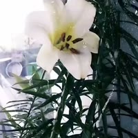 小蜜蜂💖里有你