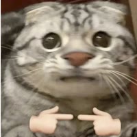 土豆.
