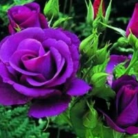 洋洋🌺得意💦