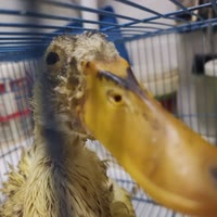 鸭子重度依赖