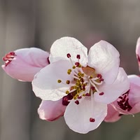 小飞驴