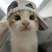 小᳐猫᳐੭
