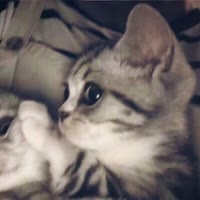 小 玉