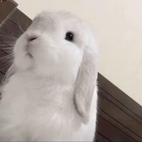 谣言